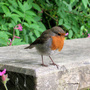 Robin 