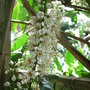 Prunus laurocerasus 'Otto Luyken' (Prunus laurocerasus 'Otto Luyken')