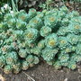 Rhodiola rosea - growth (Rhodiola rosea)