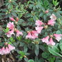 Rhododendron campylogynum 'Patricia' (Rhododendron campylogynum 'Patricia')