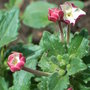 Zaluzianskya ovata - close-up (Zaluzianskya ovata)