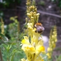 A garden flower photo