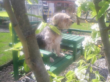 lucky sitting by the pond