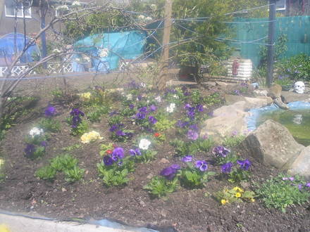 allotment flower bed
