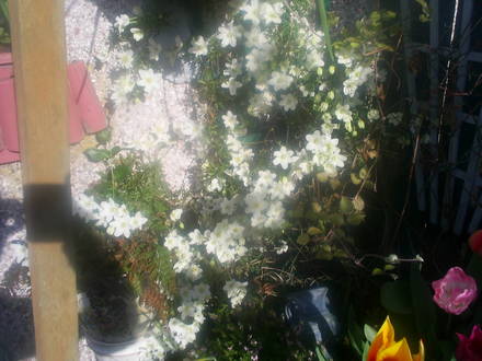clematis  JOE one of two in back garden