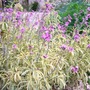 A garden flower photo (erysimum variegated)