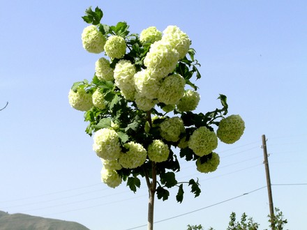 Armenian tree