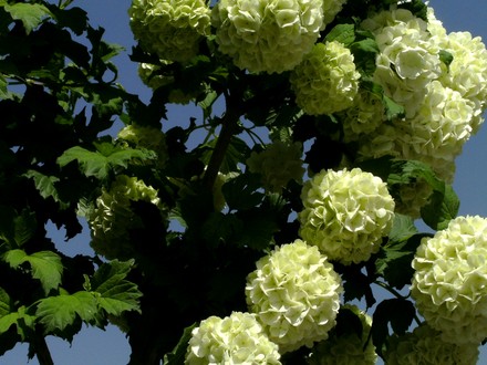 Armenian tree closer view. Any suggestions?