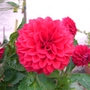 Dahlia