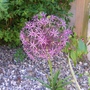 A garden flower photo (allium christophii)