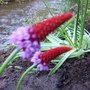 Primula vialii (Primula vialii (Primula))