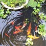 Fishies!
