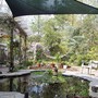 Wisteria in Spring
