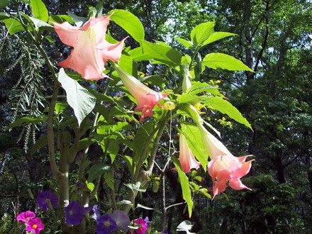 Angel Trumpet Lilies