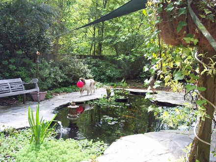 same pond another angle