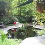 same pond another angle