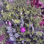 Tulips & euonymus (Euonymus japonicus (Japanese Euonymus))