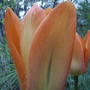 2008-05-02_orange_tulip