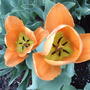 Welcoming orange (Tulipa fosteriana "Orange Emperor')