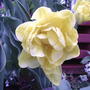 Double yellow tulip (Tulipa 'Monte Beau')