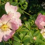 A garden flower photo
