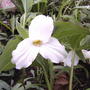 Trilliums are open!! (trillium grandiflora)