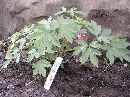 Bleeding heart (Dicentra eximia (Bleeding Heart))