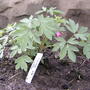 2008-05-02_new_bleeding_heart_in_bloom