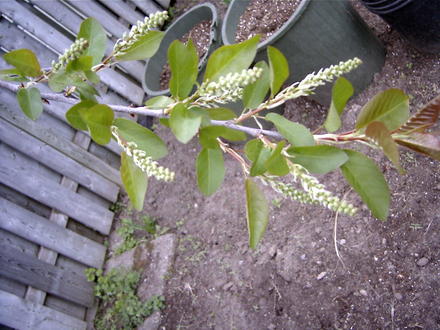 Chokecherry tree has flower buds (Prunus virginiana)