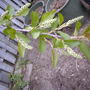 Chokecherry tree has flower buds (Prunus virginiana)