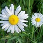 A garden flower photo
