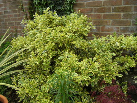 Euonymus fortunei 'Emerald 'n' Gold' (Euonymus fortunei (Euonymus))