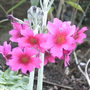 Primula