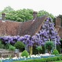 Wisteria at Chenies Manor, Bucks