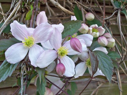 What A Soft Pink Flower :)