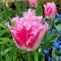 Tulips at Chenies Manor
