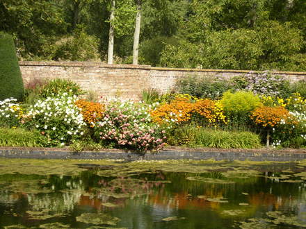 A garden flower photo