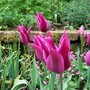 Tulips at Chenies Manor