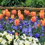 Tulips at Chenies Manor