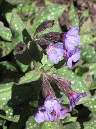 pulmonaria (Pulmonaria angustifolia (Blue Cowslip))
