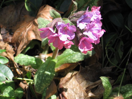 pulmonaria (Pulmonaria angustifolia (Blue Cowslip))