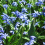 scilla (Scilla siberica (Siberian squill))