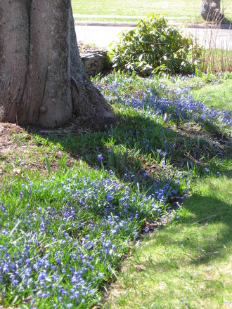 scilla (Scilla siberica (Siberian squill))