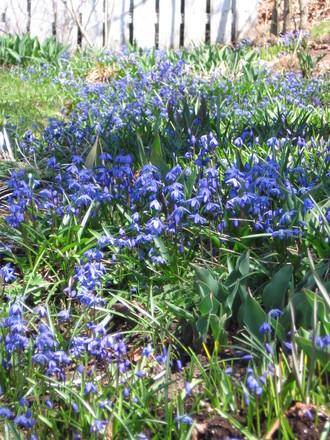scilla (Scilla siberica (Siberian squill))