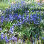 scilla (Scilla siberica (Siberian squill))