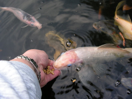 feeding time