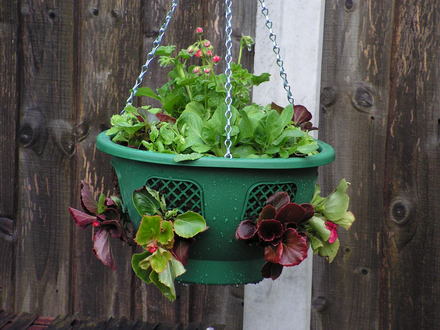 my new baskets,all planted up