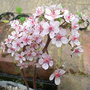 Darmera_peltata_-_close-up.jpg