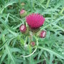 Cirsium_rivulare__atropurpureum_