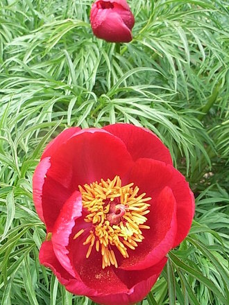 Paeonia tenuifolium (Paeonia tenuifolium)